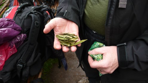 Coca leaves to chew on the tough hike ahead.
