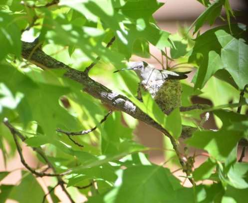 Hummingbird nesting-sunny 4-17-20