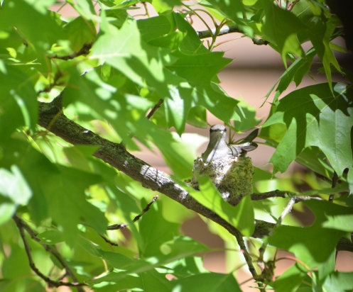 Hummingbird nesting-sunny2 4-17-20