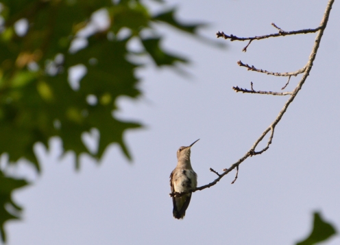 Hummingbird resting 4-17-20
