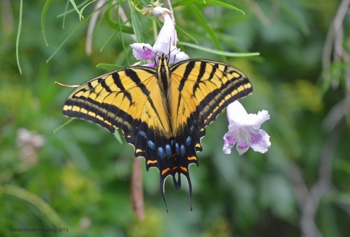 A giant Tiger Swallowtail enjoying a sip from the Desert Willow blossoms.