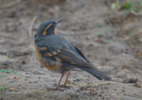 Close up using Nikon 300mm telephoto, Varied Thrush looking over his shoulder!