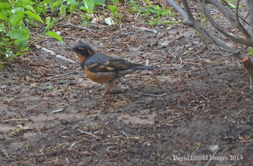 Varied Thrush-Male seen in the backyard of 4332 Donnybrook, El Paso, TX March 2014