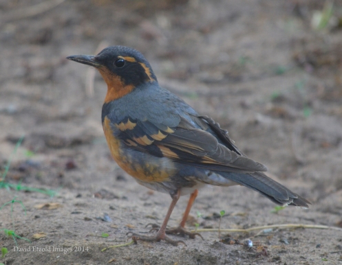 Detailed close up of Varied Thrush using the "facilities" in our yard!