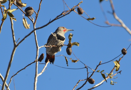 woodpecker-pecans 11-18