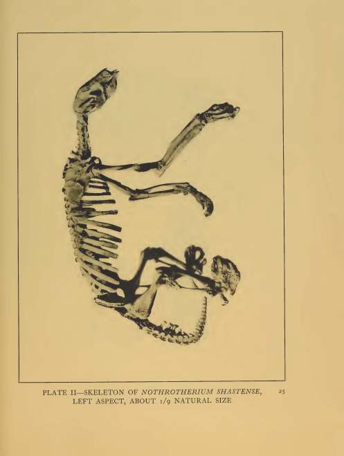 Photograph of Restored Skeletal Remains: "A Remarkable Ground Sloth" Yale University Press 1929