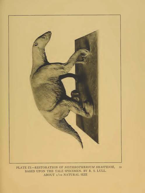 Reproduction - Aden Ground Sloth: Peabody Museum of Yale University