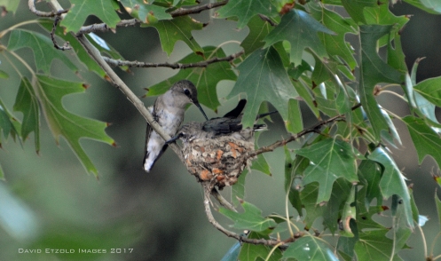 Hummingbird Donnybrook1-Aug17