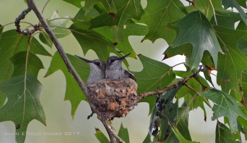 Hummingbird Donnybrook3-Aug17